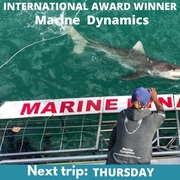 Next Marine Dynamics Shark Cage Diving Trip: 12 May 2022