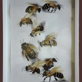 Bee artwork - Gustav Bester Artist - Xplorioâ„¢ Villiersdorp