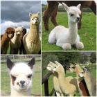 Alpacas - Helderstroom Alpacas - Xplorioâ„¢ Villiersdorp