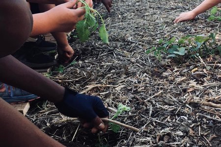 Veggie garden - Valley Food Gardens - Xplorioâ„¢ Greyton