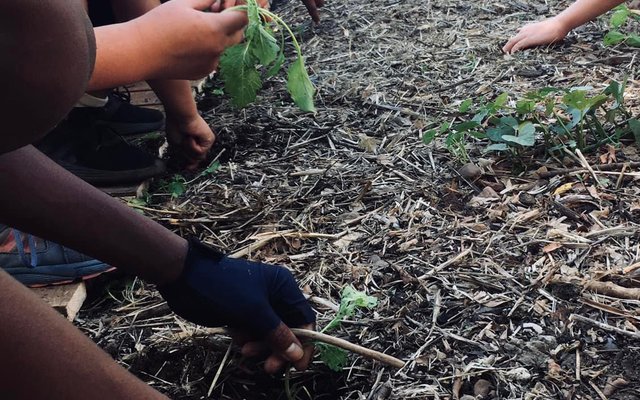 Veggie garden - Valley Food Gardens - Xplorioâ„¢ Greyton