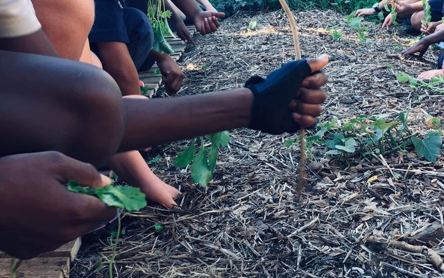 planting in garden - Valley Food Gardens - Xplorioâ„¢ Greyton