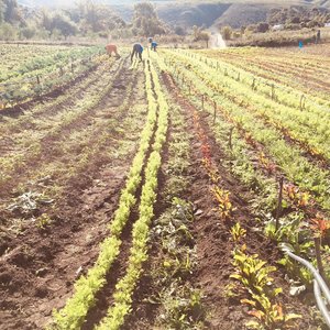Crops - Valley Food Gardens - Xplorioâ„¢ Greyton