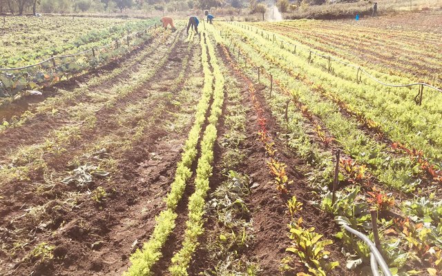 Crops - Valley Food Gardens - Xplorioâ„¢ Greyton