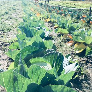 Cabbage - Valley Food Gardens - Xplorioâ„¢ Greyton