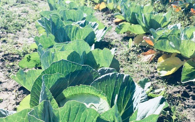 Cabbage - Valley Food Gardens - Xplorioâ„¢ Greyton