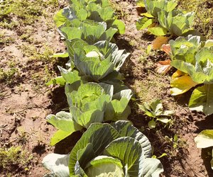 Greyton Growing Their Own Veggies