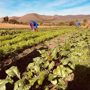 Veggies - Valley Food Gardens - Xplorioâ„¢ Greyton