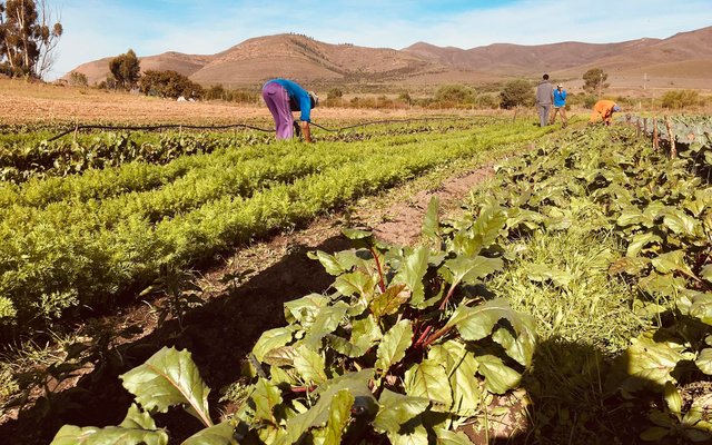 Veggies - Valley Food Gardens - Xplorioâ„¢ Greyton