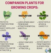 Companion Plants For Growing Crops
