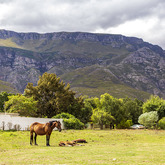 Greyton Horses - Greyton Tourism - Xplorioâ„¢ Greyton