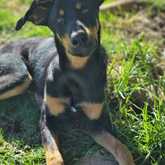 Poncho - Rescued Animal Drive - Xplorioâ„¢ Grabouw