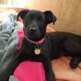 Stella - Rescued Animal Drive - Xplorioâ„¢ Grabouw