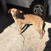 Kapkar - Rescued Animal Drive - Xplorioâ„¢ Grabouw