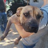 Mila - Rescued Animal Drive - Xplorioâ„¢ Grabouw