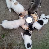 Feeding - Rescued Animal Drive - Xplorioâ„¢ Grabouw