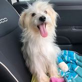 Snowy - Rescued Animal Drive - Xplorioâ„¢ Grabouw