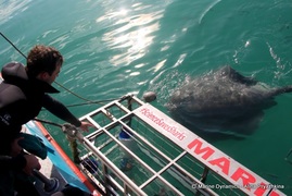 Daily Blog: 17 May 2022 | Shark Cage Diving in South Africa