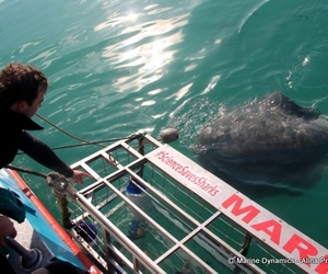 Daily Blog: 17 May 2022 | Shark Cage Diving in South Africa