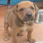 Puppy - Grabouw Animal Welfare Society - Xplorioâ„¢ Grabouw