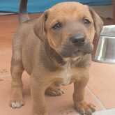 Puppy - Grabouw Animal Welfare Society - Xplorioâ„¢ Grabouw