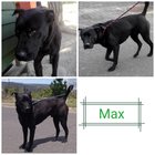 Max - Grabouw Animal Welfare Society - Xplorioâ„¢ Grabouw
