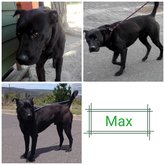 Max - Grabouw Animal Welfare Society - Xplorioâ„¢ Grabouw