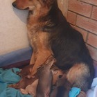 Mommy - Grabouw Animal Welfare Society - Xplorioâ„¢ Grabouw