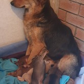 Mommy - Grabouw Animal Welfare Society - Xplorioâ„¢ Grabouw