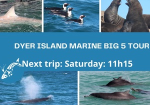 Next Dyer Island Marine Big 5 Tour: 21 May 2022