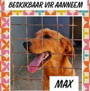 Max is ready to be adopted!
