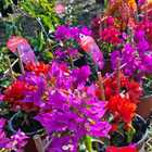 Purple Flowers - Riverland Garden Centre - Xplorioâ„¢ Stanford