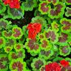 Red Flowers - Riverland Garden Centre - Xplorioâ„¢ Stanford