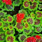 Red Flowers - Riverland Garden Centre - Xplorioâ„¢ Stanford