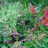 Pink Flowers - Riverland Garden Centre - Xplorioâ„¢ Stanford