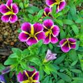 Flowers - Riverland Garden Centre - Xplorioâ„¢ Stanford