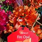 Fire Opal Flowers - Riverland Garden Centre - Xplorioâ„¢ Stanford