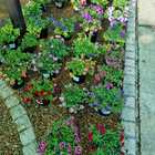 Flowers - Riverland Garden Centre - Xplorioâ„¢ Stanford