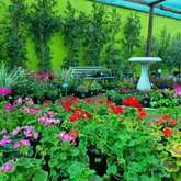 Flowers - Riverland Garden Centre - Xplorioâ„¢ Stanford