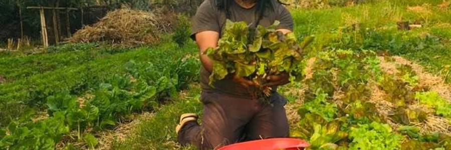 Harvesting - Valley Food Gardens - Xplorioâ„¢ Greyton 