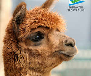 Have You Ever Hugged An Alpaca?