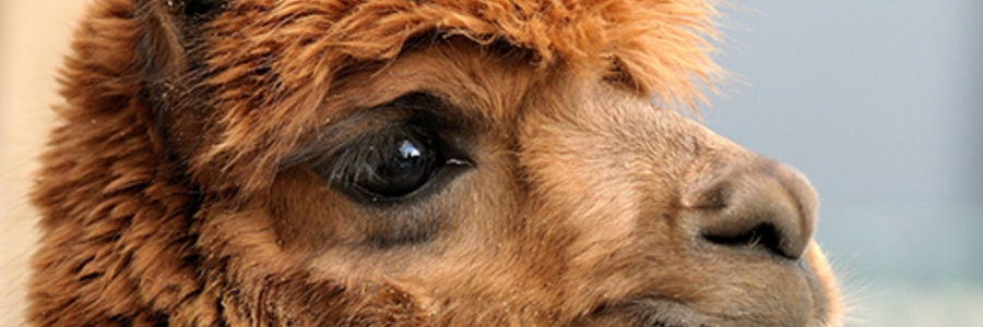 Alpaca - Theewater Sports Club - Xplorioâ„¢ Villiersdorp