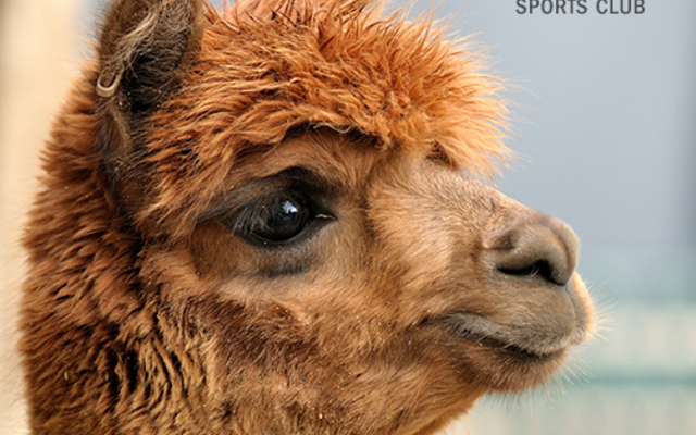 Alpaca - Theewater Sports Club - Xplorioâ„¢ Villiersdorp
