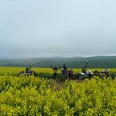 Bikes in the field - Canola Run Caledon - Xplorioâ„¢ Caledon