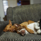 Two Puppies - Greyton Animal Welfare Society - Xplorioâ„¢ Greyton