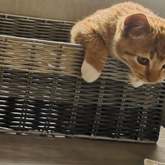 Kitten - Greyton Animal Welfare Society - Xplorioâ„¢ Greyton