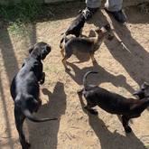 Puppies - Greyton Animal Welfare Society - Xplorioâ„¢ Greyton