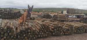 SATAS Approved CCA H4 Treated Pine Poles