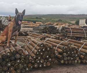 SATAS Approved CCA H4 Treated Pine Poles