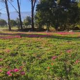 Flowers on campsite - Greyton Twin Rivers Campsite - Xplorioâ„¢ Greyton